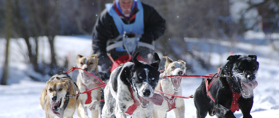Place à l&rsquo;Internationale de chiens de traîneaux de Lanaudière